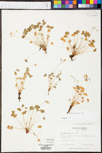 Oxalis rubra image