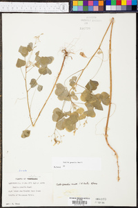 Oxalis grandis image