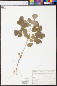 Oxalis grandis image