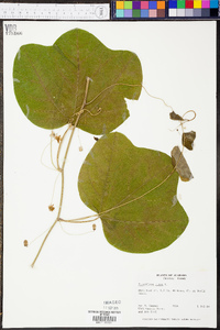 Passiflora lutea image