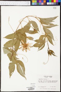 Passiflora incarnata image