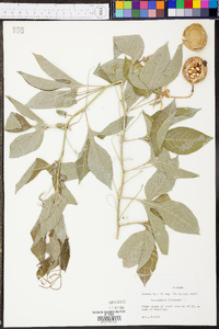 Passiflora incarnata image