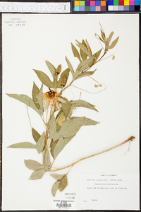 Passiflora incarnata image