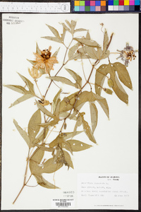 Passiflora incarnata image