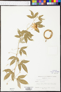 Passiflora incarnata image