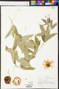 Passiflora incarnata image