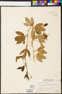 Passiflora incarnata image