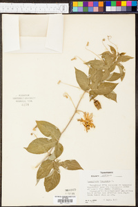 Passiflora incarnata image