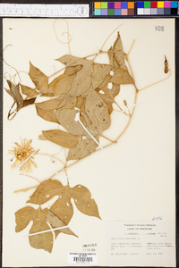 Passiflora incarnata image