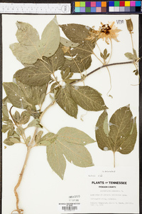 Passiflora incarnata image