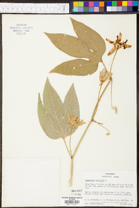 Passiflora incarnata image