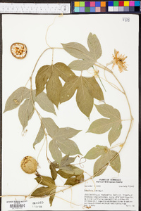 Passiflora incarnata image