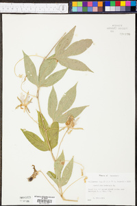 Passiflora incarnata image