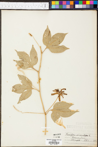 Passiflora incarnata image