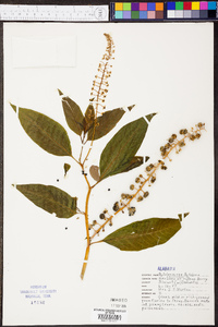 Phytolacca americana var. americana image