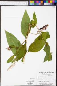 Phytolacca americana var. americana image