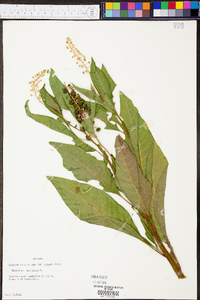 Phytolacca americana var. americana image