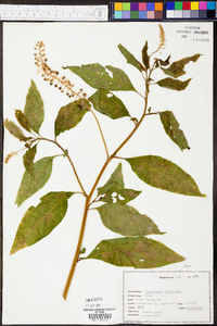 Phytolacca americana var. americana image