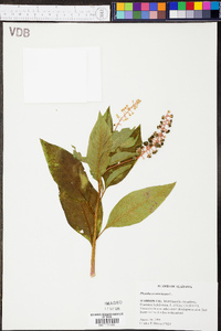 Phytolacca americana var. americana image