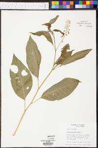 Phytolacca americana var. americana image