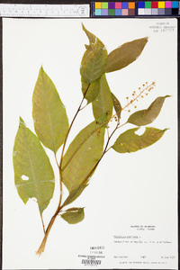 Phytolacca americana var. americana image