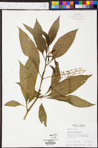 Phytolacca americana var. americana image