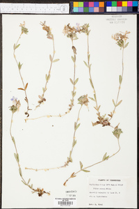 Phlox amoena image