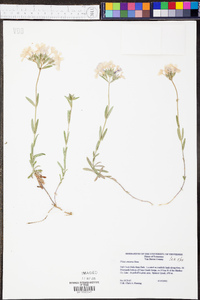 Phlox amoena image