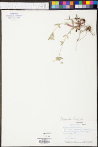 Phlox amoena image