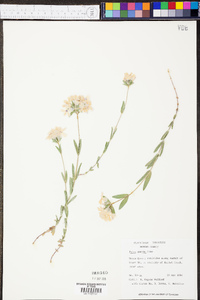 Phlox amoena image