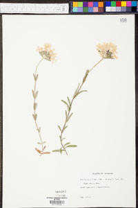 Phlox amoena image