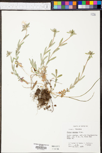 Phlox amoena image