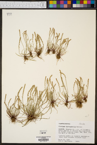 Plantago heterophylla image