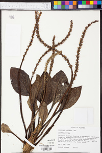 Plantago cordata image