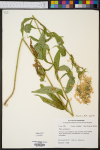 Phlox amplifolia image