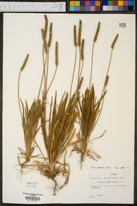 Plantago hookeriana image