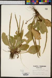 Plantago rugelii image