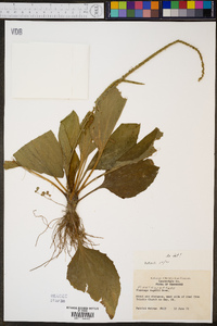 Plantago rugelii image