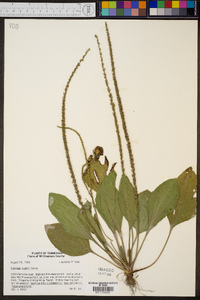 Plantago rugelii image