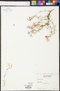 Phlox bifida image