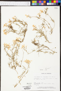 Phlox bifida image