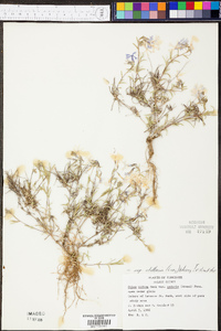 Phlox bifida image