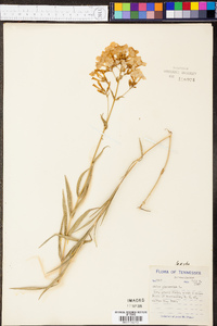 Phlox glaberrima image