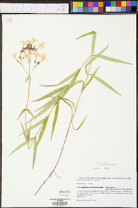 Phlox glaberrima image