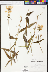 Phlox glaberrima image