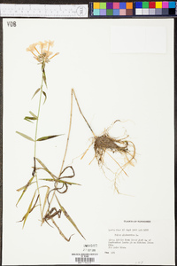 Phlox glaberrima image