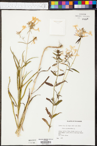 Phlox glaberrima image