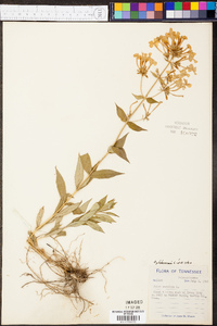 Phlox glaberrima image