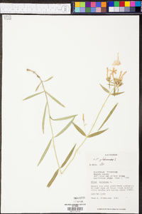 Phlox glaberrima image