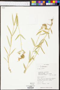 Phlox glaberrima image